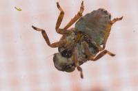 Issus coleoptratus