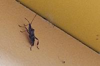 Leptoglossus occidentalis