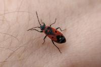 Melanocoryphus albomaculatus