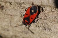 Melanocoryphus albomaculatus