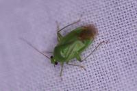 Apolygus spinolae