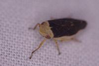 Philaenus spumarius