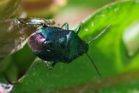 Zicrona caerulea