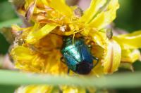 Zicrona caerulea