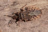 Aradus brenskei