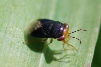 Geocoris erythrocephalus