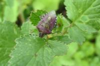 Dolycoris baccarum