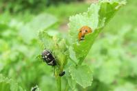 Eurydema oleracea