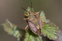 Carpocoris mediterraneus