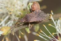 Ceraleptus gracilicornis