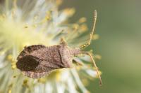Coreus marginatus