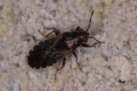 Heterogaster urticae