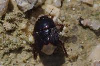 Microporus nigrita