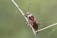 Corizus hyoscyami