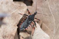 Rhynocoris annulatus