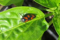 Cercopis vulnerata