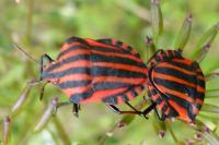 Graphosoma italicum