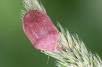 Eurygaster austriaca