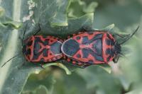 Eurydema ventralis
