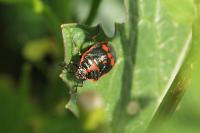 Eurydema oleracea