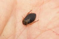 Ilyocoris cimicoides