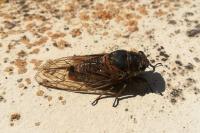Tibicina haematodes