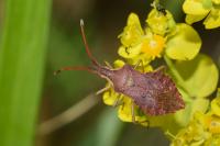 Haploprocta sulcicornis