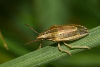 Aelia acuminata