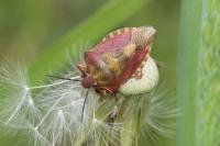 Carpocoris purpureipennis