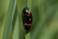 Cercopis intermedia