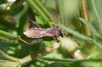Camptopus lateralis