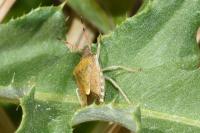Peribalus strictus