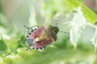 Dolycoris baccarum