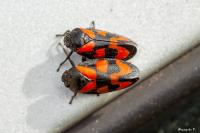 Cercopis vulnerata