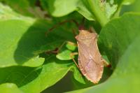 Gonocerus acuteangulatus