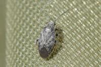 Heterocordylus tibialis