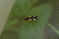 Dryophilocoris flavoquadrimaculatus