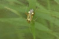 Rhabdomiris striatellus