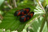 Cercopis vulnerata