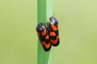 Cercopis vulnerata