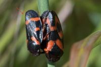 Cercopis intermedia