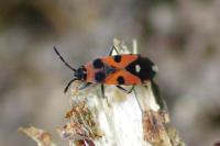 Horvathiolus superbus