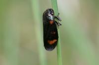 Cercopis sanguinolenta