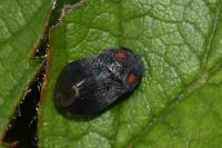 Penthimia nigra