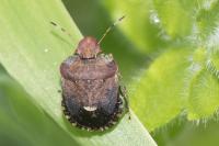 Dyroderes umbraculatus