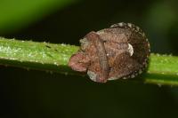 Dyroderes umbraculatus