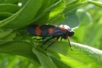 Cercopis intermedia