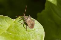Coreus marginatus