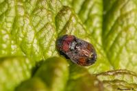 Penthimia nigra