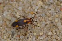 Capsodes flavomarginatus